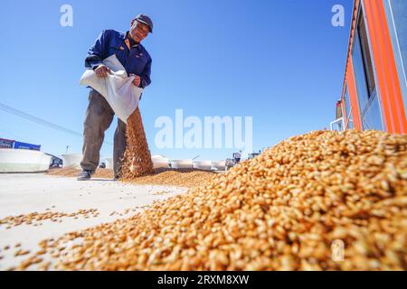 Comté de Luannan, Chine - 7 avril 2023 : les agriculteurs séchent les semences de riz sur une base de plantation. Banque D'Images