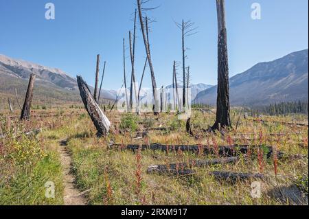 Sentier de randonnée parmi les accrocs de feu de forêt dans le parc national Kootenay, Colombie-Britannique, Canada Banque D'Images