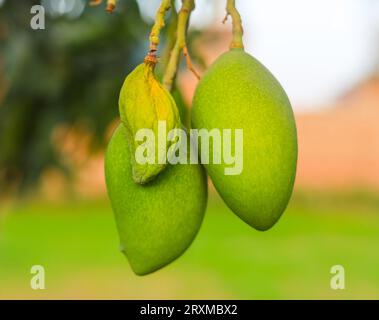 Mangues vertes non mûres accrochées à Branch. Mangue verte fraîche sur l'arbre. Mangues vertes suspendues. Bouquet de Mango's. Mangues avec arbre. mangue crue accrochée à l'arbre Banque D'Images