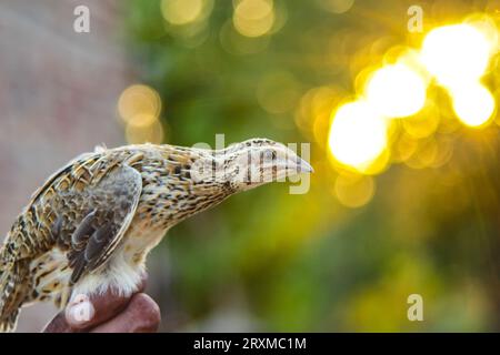 L'homme tient la caille commune en main. Caille commune domestique sauvage - coturnix coturnix, ou caille européenne, est un petit gibier nichant au sol chez le faisan Banque D'Images