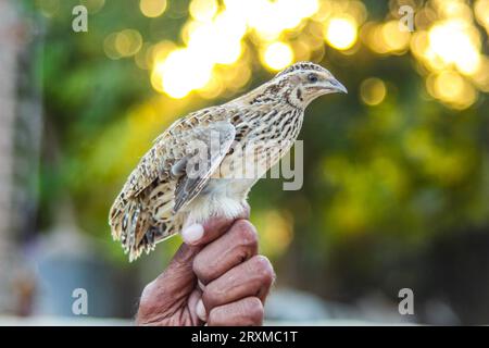 L'homme tient la caille commune en main. Caille commune domestique sauvage - coturnix coturnix, ou caille européenne, est un petit gibier nichant au sol chez le faisan Banque D'Images