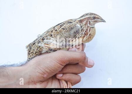 L'homme tient la caille commune en main. Caille commune domestique sauvage - coturnix coturnix, ou caille européenne, est un petit gibier nichant au sol chez le faisan Banque D'Images