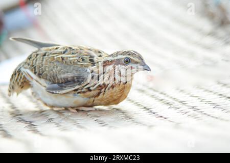 L'homme tient la caille commune en main. Caille commune domestique sauvage - coturnix coturnix, ou caille européenne, est un petit gibier nichant au sol chez le faisan Banque D'Images