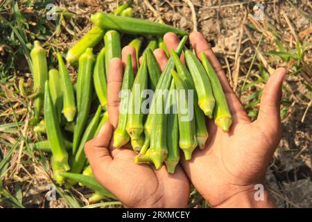 Gros plan du légume Ladyfingers à portée de main. Gros plan de Okra .Lady Fingers. Lady Fingers ou légumes Okra à portée de main à la ferme. Plantation d'okra naturel. Banque D'Images