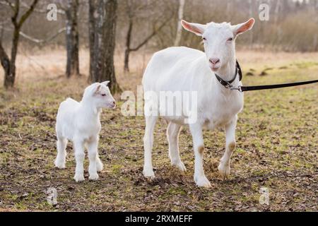 Petite chèvre de boer ou goatling avec maman chèvre, famille sur la nature Banque D'Images