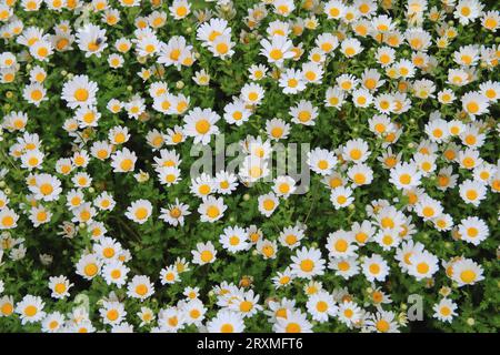 La photo a été prise dans le parc de la ville d'Istanbul. Sur la photo sont des fleurs blanches en fleurs - camomilles. Banque D'Images