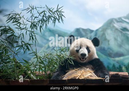 (230926) -- WUHAN, 26 septembre 2023 (Xinhua) -- cette photo prise le 26 septembre 2023 montre un panda géant 'Mengmeng' au zoo de Wuhan à Wuhan, dans la province du Hubei en Chine centrale. Deux pandas géants sont arrivés au zoo le 9 septembre. Les pandas, issus du Centre chinois de conservation et de recherche sur le panda géant dans la province du Sichuan, dans le sud-ouest de la Chine, représentent un ajout important à la famille du zoo. Le mâle, nommé 'Wulin', est venu dans ce monde le 28 juin 2019, tandis que la femelle, 'Mengmeng', est née le 17 octobre de la même année. Crédit : Xinhua/Alamy Live News Banque D'Images