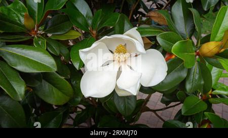 Une grande fleur de magnolia du sud blanc crémeux est entourée de feuilles vert brillant de l'arbre. Gros plan des pétales blancs Banque D'Images