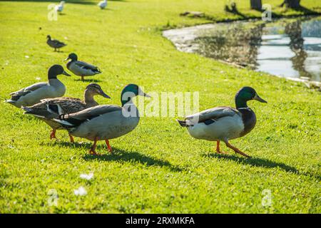 Un groupe de canards marchant dans un champ verdoyant, à côté d'un étang. Photo d'un troupeau de canards perchés sur un champ vert vibrant Banque D'Images