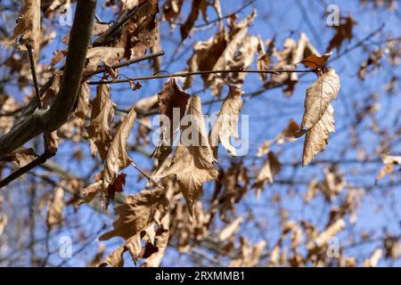 Branches de chênes dans le parc au printemps temps ensoleillé, vieux grands chênes dans le parc au printemps avec le reste du feuillage sec Banque D'Images