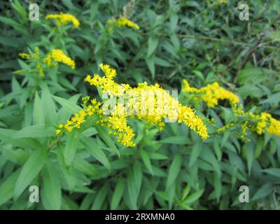 Fleurs jaunes fleurissantes la verge d'or (lat. Solidago virgaurea) est une espèce végétale herbacée pérenne du genre verge d'or de l'Aster Banque D'Images