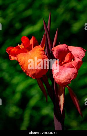 L'iris rouge orangé ajoute une couleur séduisante à la beauté florale du jardin italien de Butchart Gardens historique près de Victoria sur l'île de Vancouver, British Colu Banque D'Images