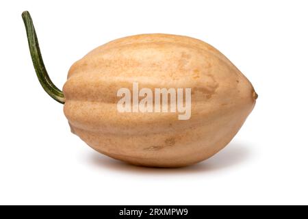 Simple pomme de terre fraîche cuite entière Acorn squash isolé sur fond blanc gros plan Banque D'Images