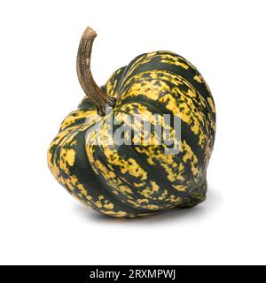 Single Whole Fresh Acorn squash isolé sur fond blanc gros plan Banque D'Images