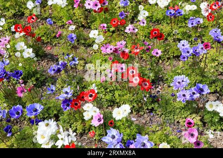 Anemone coronaria 'de Caenn' fleurs colorées aux jardins perdus de Heligan, Pentewan, St.Austell, Cornouailles, Angleterre, ROYAUME-UNI Banque D'Images