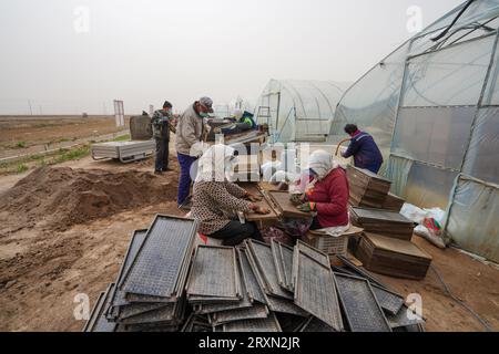 Comté de Luannan, Chine - avril 2023 : les agriculteurs utilisent des machines pour planter et semer du riz sur des plateaux de semis dans une ferme. Banque D'Images