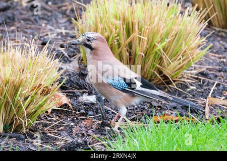 Garrulus glandarius, Jay, jay eurasien, gland jay à la recherche de nourriture sur le terrain Banque D'Images