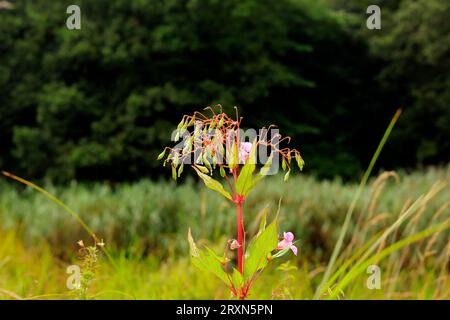 Graines gousses et fleurs de baume de l'Himalaya, baume indien - Impatiens glandulifera. Cardiff, prise en septembre 2023 Banque D'Images