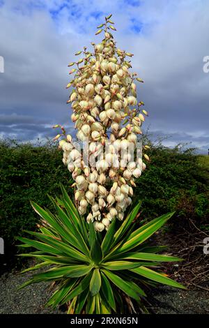 Yucca gloriosa variegata - Dagger espagnol. Barrage de Cardiff Bay . Prise en septembre 2023. Banque D'Images