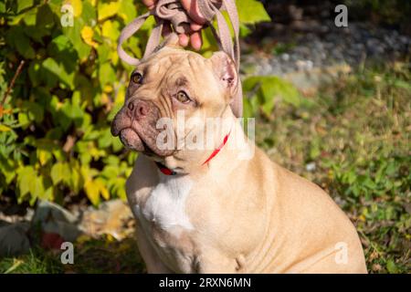 Portrait d'un chiot tyran américain sur un fond de feuillage vert d'arbres. Promener un petit chien. Un chien en laisse marche dans la rue. Banque D'Images