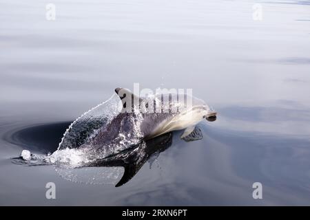 Dauphins communs faisant surface tout en se nourrissant dans des mers calmes et plates au large de l'île de Mull dans les Hébrides intérieures d'Écosse Banque D'Images