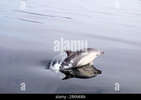 Dauphins communs faisant surface tout en se nourrissant dans des mers calmes et plates au large de l'île de Mull dans les Hébrides intérieures d'Écosse Banque D'Images