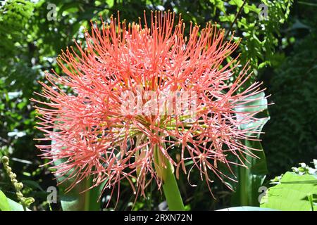 Vue latérale en gros plan d'une inflorescence florale rouge en forme de globe connue sous le nom de lys de boule de feu (Scadoxus multiflorus) fleurissent dans le jardin Banque D'Images