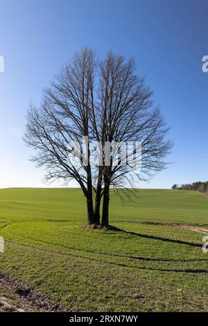 Un arbre solitaire en pleine croissance dans un champ, ciel bleu et herbe verte avec un arbre sans feuilles au printemps Banque D'Images