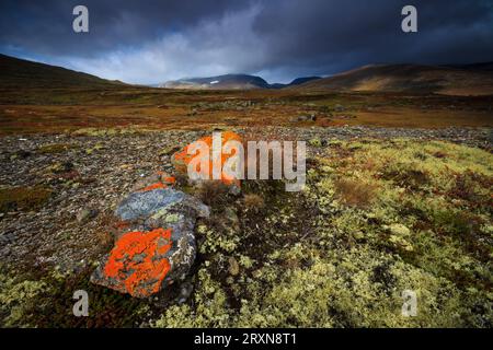 Lichen orange sur des rochers dans le parc national de Dovrefjell, Dovre, Norvège, Scandinavie. Banque D'Images