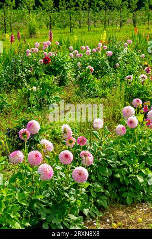 Chrysanthèmes plantes à fleurs du genre chrysanthème de la famille des Asteraceae poussant dans un maraîcher en été. Banque D'Images