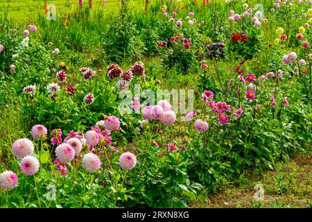 Chrysanthèmes plantes à fleurs du genre chrysanthème de la famille des Asteraceae poussant dans un maraîcher en été. Banque D'Images