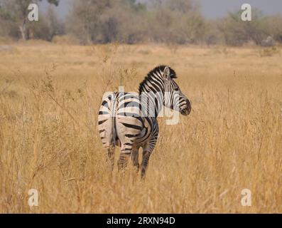 Zèbre des plaines, dans les prairies du delta de l'Okavango, Botswana où ils sont abondants. Banque D'Images