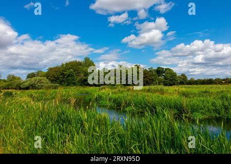 Vue estivale de la rivière Bure près du village de Lamas dans le Norfolk Angleterre Royaume-Uni. Banque D'Images