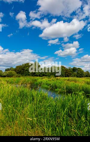 Vue estivale de la rivière Bure près du village de Lamas dans le Norfolk Angleterre Royaume-Uni. Banque D'Images