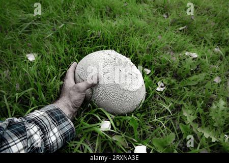 Énorme champignon blanc dans une herbe. Champignon massif. Cueillette des champignons. Champignon. Champignon Puffball. Banque D'Images