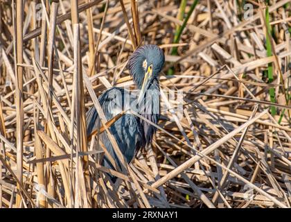 Un magnifique héron tricolore dans son plumage printanier se prélève sur le bord d'une zone humide sur Padre Island au Texas. Banque D'Images