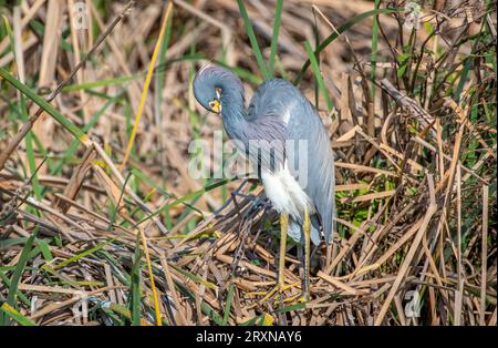 Un magnifique héron tricolore dans son plumage printanier repose sur le bord d'une zone humide sur Padre Island au Texas. Banque D'Images