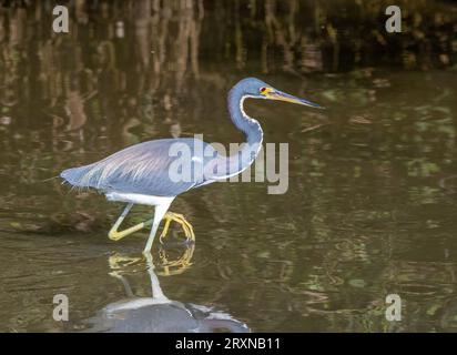 Un magnifique héron tricolore dans son plumage printanier se nourrit dans une zone humide sur Padre Island au Texas. Banque D'Images