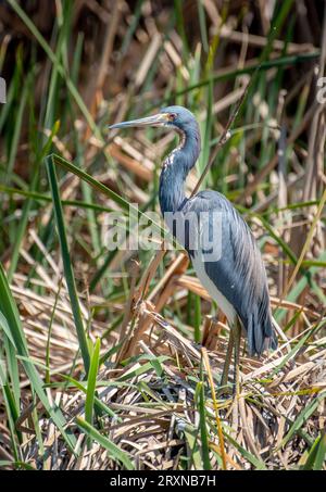 Un magnifique héron tricolore dans son plumage printanier repose sur le bord d'une zone humide sur Padre Island au Texas. Banque D'Images