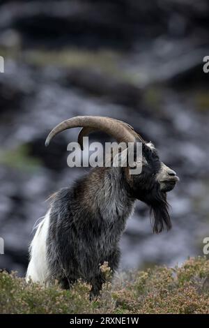 Chèvre primitive britannique (Capra hircus) alias chèvre sauvage dans une carrière d'ardoise désaffectée à Snowdonia Banque D'Images