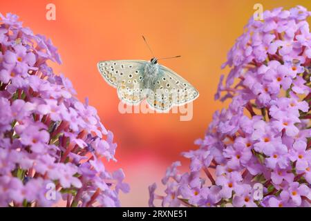 Papillon bleu commun (Polyommatus icarus), mâle en vol sur les fleurs du buisson à papillons (Buddleja davidii) Banque D'Images