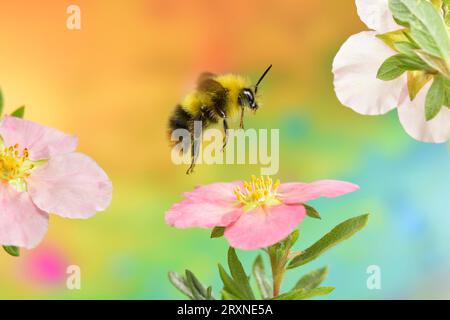 Bourdon primitif (Bombus pratorum) en vol aux fleurs de la caverne arbustive (Potentilla fruticosa) Banque D'Images