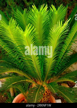 Fougère palmiste Cycas circinalis Cycadophyta Banque D'Images