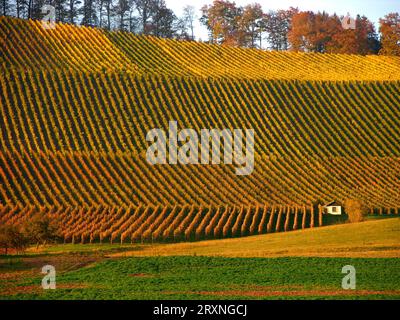 Vignobles, Stromberg près de Guendelbach en automne, D- BW Banque D'Images