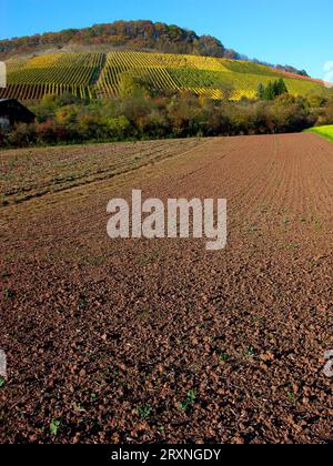 Vignoble, Stromberg près de Schuetzingen, champs en automne, Baden-Wuerttemberg, Allemagne Banque D'Images