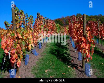 Vignoble en automne, région de Stromberg près d'Oelbronn Baden-Wuerttemberg, Allemagne Banque D'Images