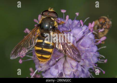 Mouche guêpe commune (Chrysotoxum cautum) mâle sur gale des champs (Knautia arvensis), Baden-Wuerttemberg, Allemagne Banque D'Images