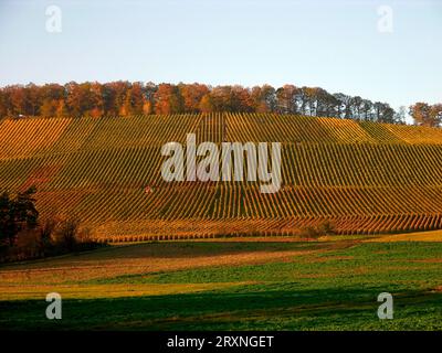 Vignobles, Stromberg près de Gündelbach en automne, D- BW Banque D'Images