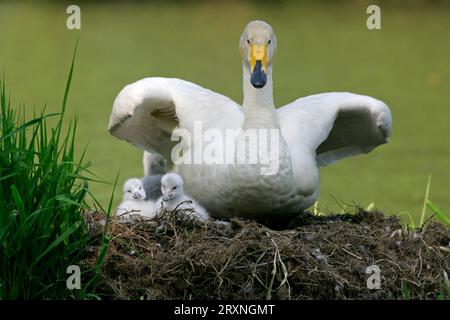 Cygne whooper (Cygnus cygnus) avec poussins au nid, Allemagne Banque D'Images