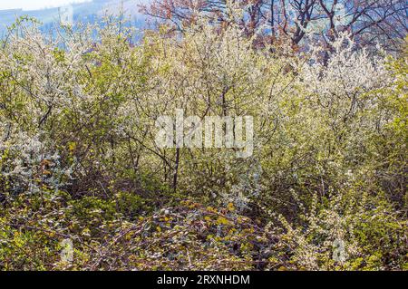 Un gros buisson d'aubépine (crataegus) monogyna, en fleur, dans le pays italien Banque D'Images